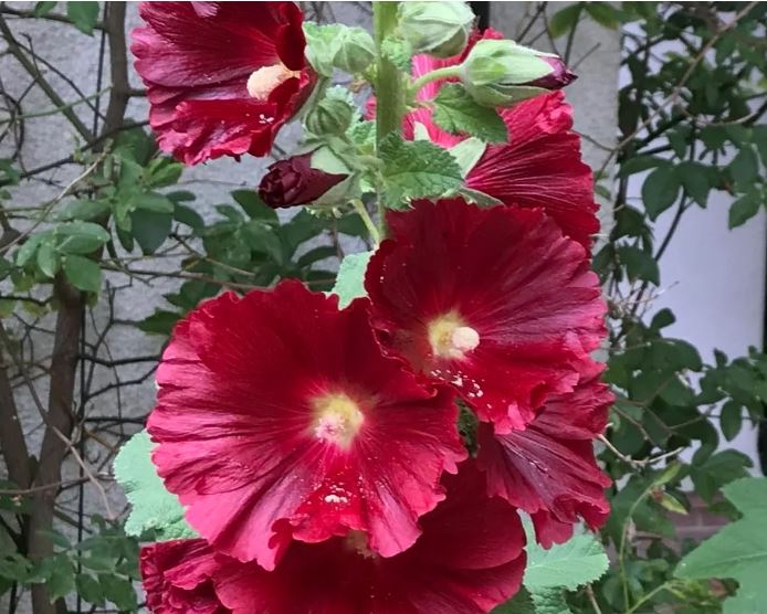 Tall stalk of red Alcea rosea flowers blooming in a cottage garden.