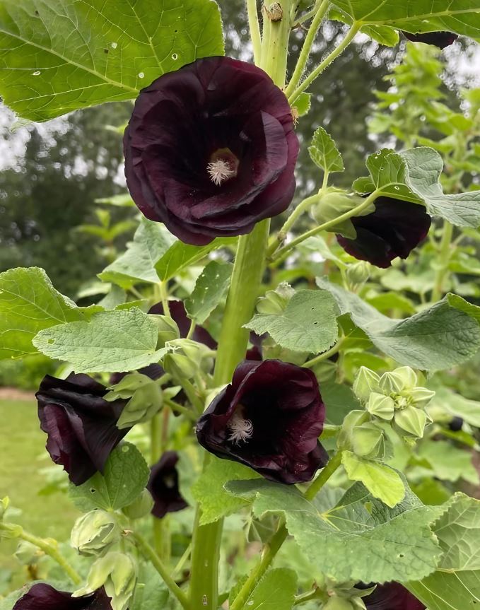 Close-up of deep red hollyhock petals showing delicate texture and detail.